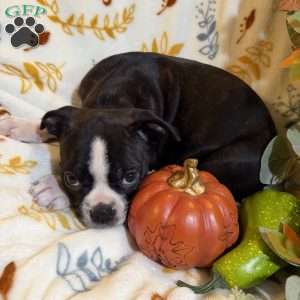 Brooklyn, Boston Terrier Puppy