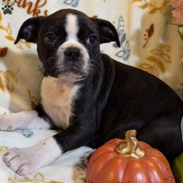 Brooklyn, Boston Terrier Puppy
