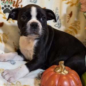 Braylee, Boston Terrier Puppy
