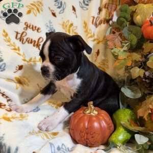 Brooklyn, Boston Terrier Puppy