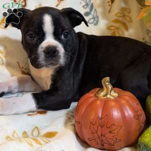 Brooklyn, Boston Terrier Puppy