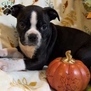 Braylee, Boston Terrier Puppy