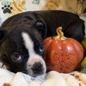 Braylee, Boston Terrier Puppy