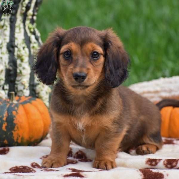 Shelia – Mini, Dachshund Puppy