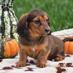 Shelia – Mini, Dachshund Puppy