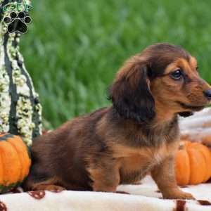 Shelia – Mini, Dachshund Puppy