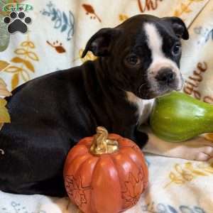 Brooklyn, Boston Terrier Puppy
