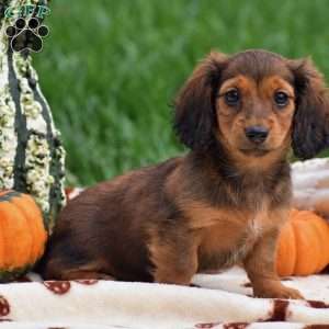 Shelia – Mini, Dachshund Puppy