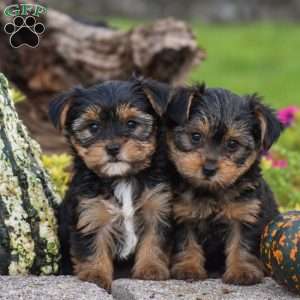Rizzo, Yorkie Puppy