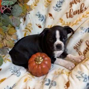 Braylee, Boston Terrier Puppy