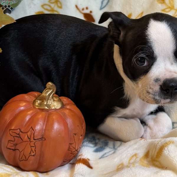 Bailey, Boston Terrier Puppy