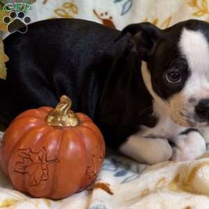 Bailey, Boston Terrier Puppy