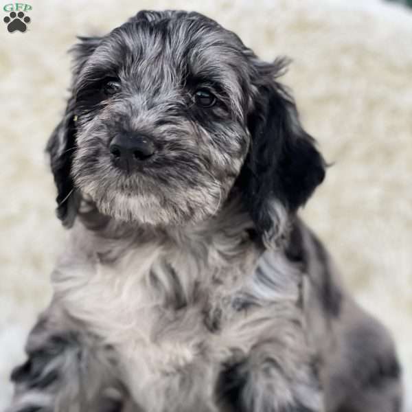 Margot, Mini Goldendoodle Puppy