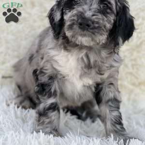 Margot, Mini Goldendoodle Puppy