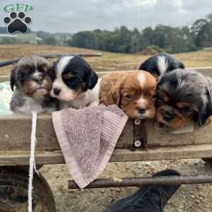 Boomer, Cavalier King Charles Spaniel Puppy
