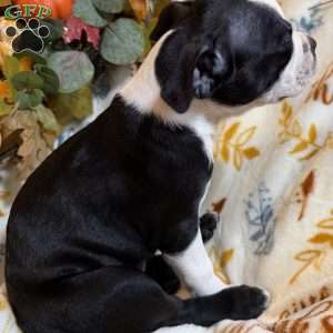 Bailey, Boston Terrier Puppy