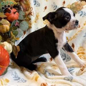 Bailey, Boston Terrier Puppy