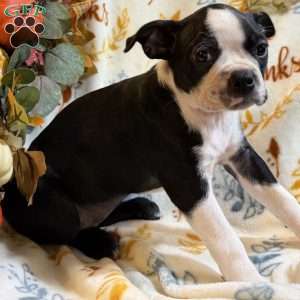Bailey, Boston Terrier Puppy