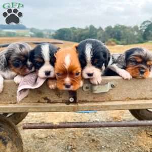 Oliver, Cavalier King Charles Spaniel Puppy