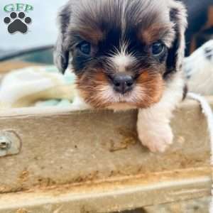 Oliver, Cavalier King Charles Spaniel Puppy