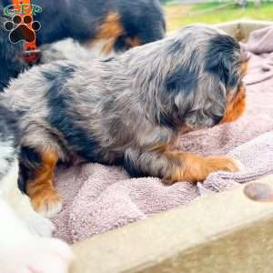 Boomer, Cavalier King Charles Spaniel Puppy