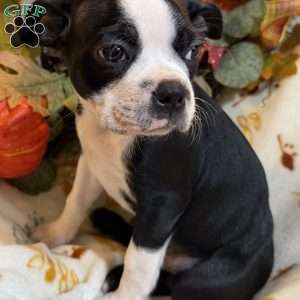 Bailey, Boston Terrier Puppy