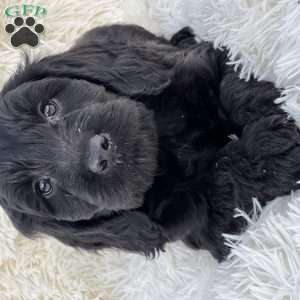 Magic, Mini Goldendoodle Puppy