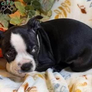 Bailey, Boston Terrier Puppy