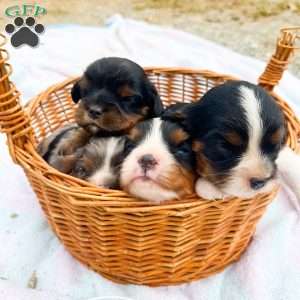 Boomer, Cavalier King Charles Spaniel Puppy