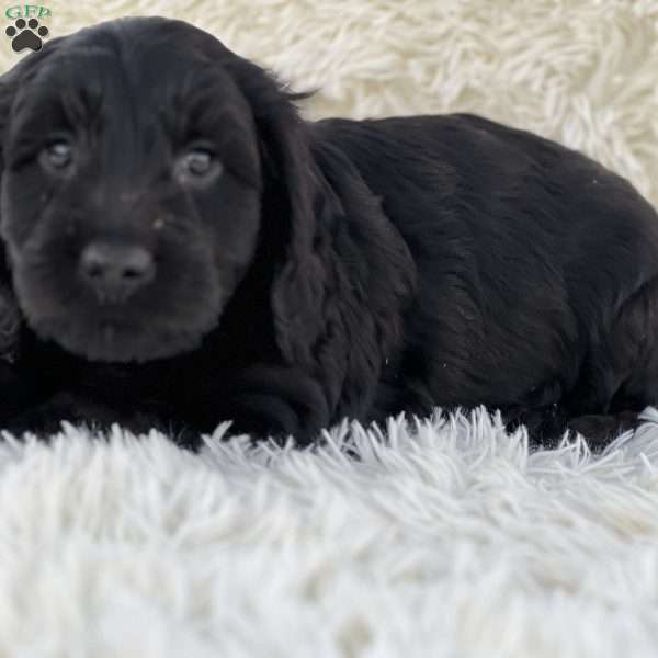 Magic, Mini Goldendoodle Puppy