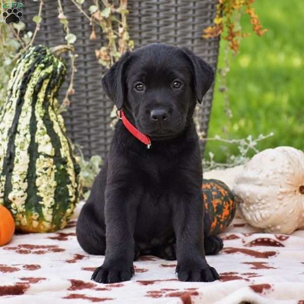 Cody, Black Labrador Retriever Puppy