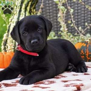 Cody, Black Labrador Retriever Puppy