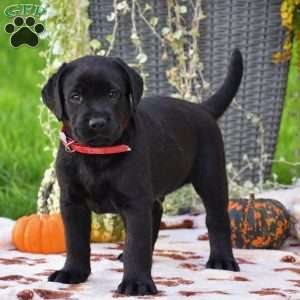 Cody, Black Labrador Retriever Puppy
