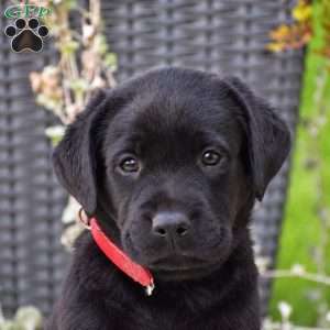 Cody, Black Labrador Retriever Puppy