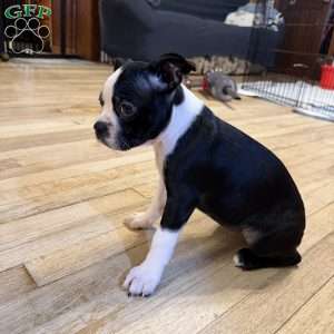 Bailey, Boston Terrier Puppy