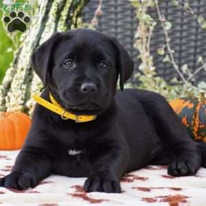 Charlotte, Black Labrador Retriever Puppy