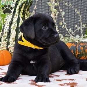 Charlotte, Black Labrador Retriever Puppy
