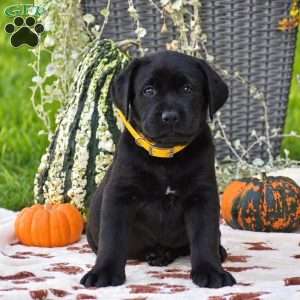Charlotte, Black Labrador Retriever Puppy