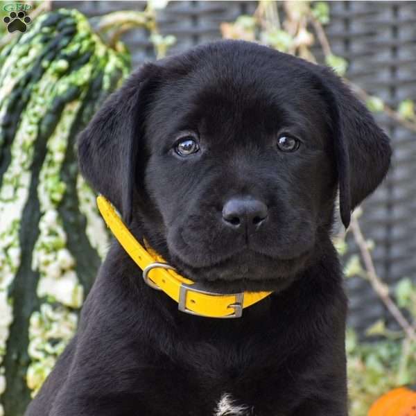 Charlotte, Black Labrador Retriever Puppy