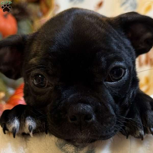 Bella, Boston Terrier Puppy