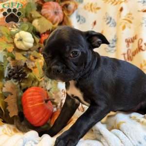 Bella, Boston Terrier Puppy