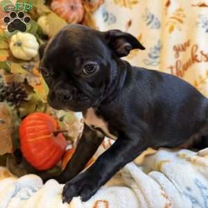 Bella, Boston Terrier Puppy