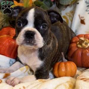 Rebel, Boston Terrier Puppy