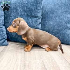 Holly, Dachshund Puppy