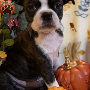 Rebel, Boston Terrier Puppy
