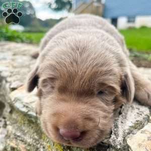 Penny, Silver Labrador Retriever Puppy