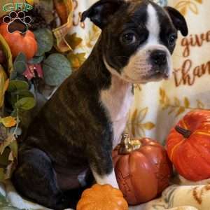 Rebel, Boston Terrier Puppy