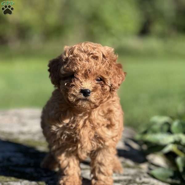 Lilly, Bichon Mix Puppy