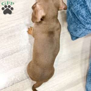 Holly, Dachshund Puppy