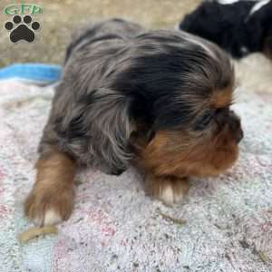 Boomer, Cavalier King Charles Spaniel Puppy